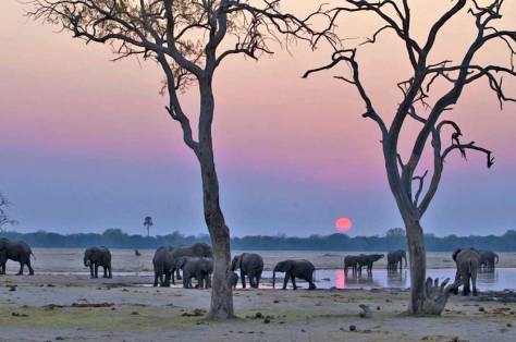 Bomani-Tented-Lodge-elephants-at-sunset