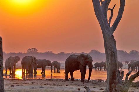 Bomani-Tented-Lodge-elephants